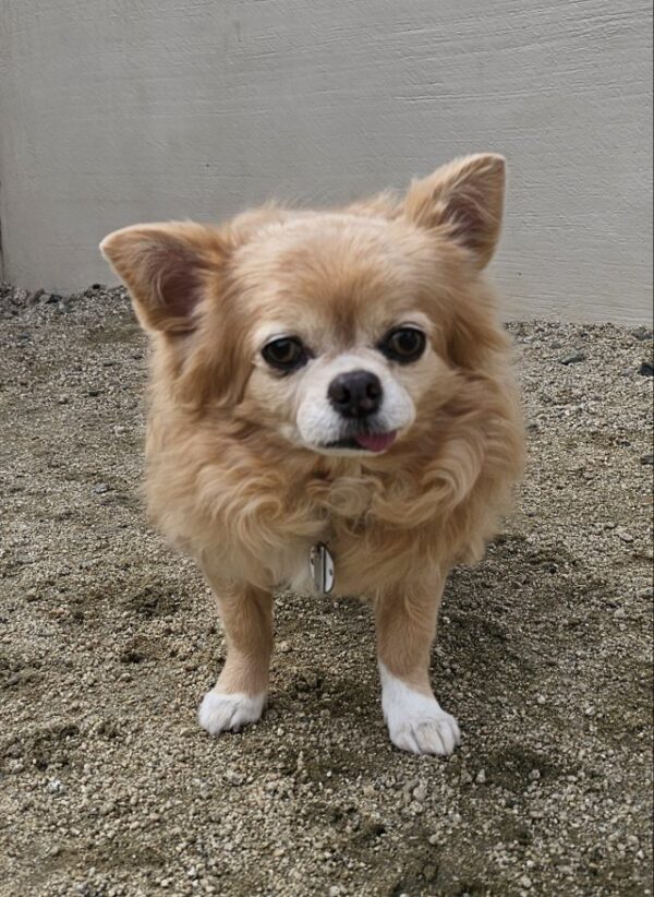 2月4日(水) 今日のワンコ | ドッグスクールミッキー