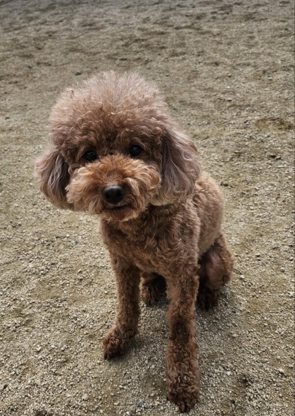 2月4日(水) 今日のワンコ | ドッグスクールミッキー